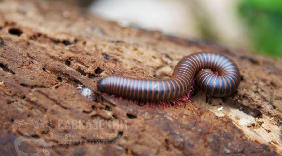  © Фото пресс-службы Кавказского биосферного заповедника