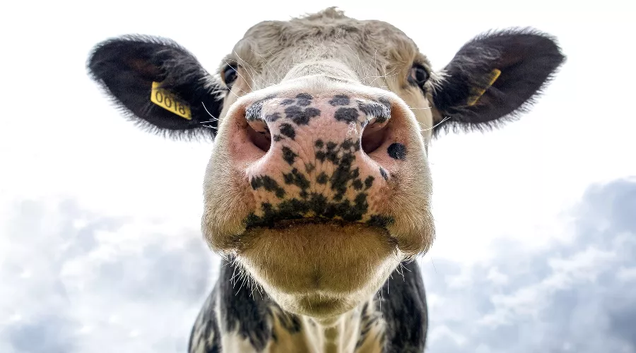  &copy;&nbsp;Фото Jan Koetsier, pexels.com