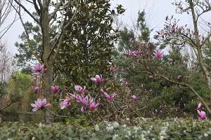 Японский сад весной &copy;&nbsp;Фото Марины Солошко, Юга.ру