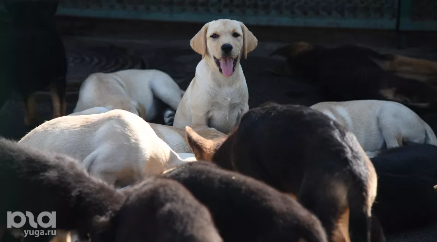  &copy;&nbsp;Фото Елены Синеок, Юга.ру