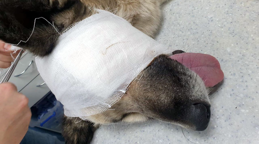 Арбалетная стрела попала собаке в глазницу © Любовь Караева для Юга.ру