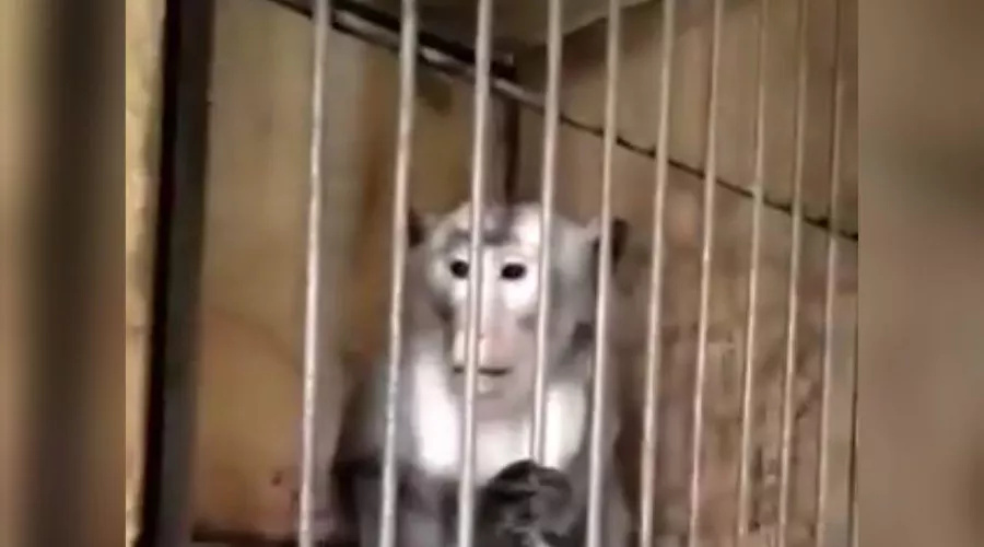  &copy;&nbsp;Скриншот видео из группы &laquo;Типичный Сочи&raquo; в &laquo;Вконтакте&raquo;, vk.com/this_is_sochi