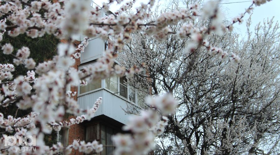 Весна в Краснодаре © Фото Марины Солошко, Юга.ру