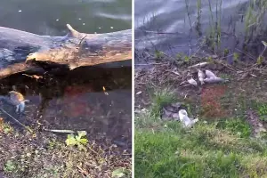  &copy;&nbsp;Коллаж из скриншотов видео из телеграм-канала &laquo;Типичный Краснодар&raquo;