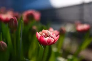 Тюльпаны &copy;&nbsp;Фото Елены Синеок, Юга.ру