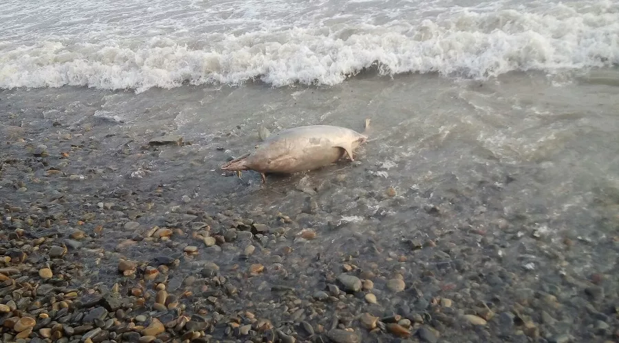  &copy;&nbsp;Фото из группы &laquo;Типичная Анапа&raquo; &laquo;ВКонтакте&raquo;, vk.com/bestanapa