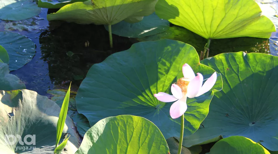  &copy;&nbsp;Фото Марины Солошко, Юга.ру