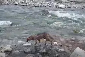  &copy;&nbsp;Фото пресс-службы Кавказского заповедника