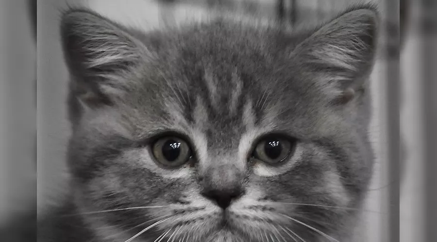 Выставка кошек в Краснодаре &copy;&nbsp;Елена Синеок, ЮГА.ру