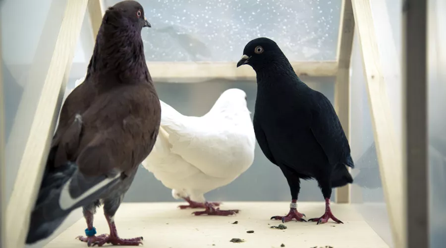 Тур ван Бален, «Золотой голубь» &copy;&nbsp;Фото Питера Барта