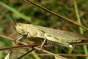  &copy;&nbsp;Фото с сайта dic.academic.ru