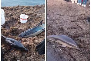  © Скриншот из телеграм-канала «ПВА» https://t.me/pva_anapa/124538?single