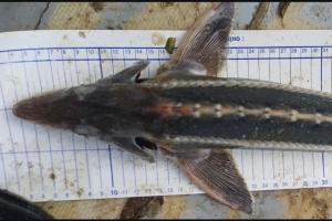  © Скриншот сайта Азово-Черноморского филиала ГНЦ РФ ФГБНУ «ВНИРО» («АзНИИРХ») https://azniirkh.vniro.ru/content/read/azniirkh-news/95293099-23-10-2025