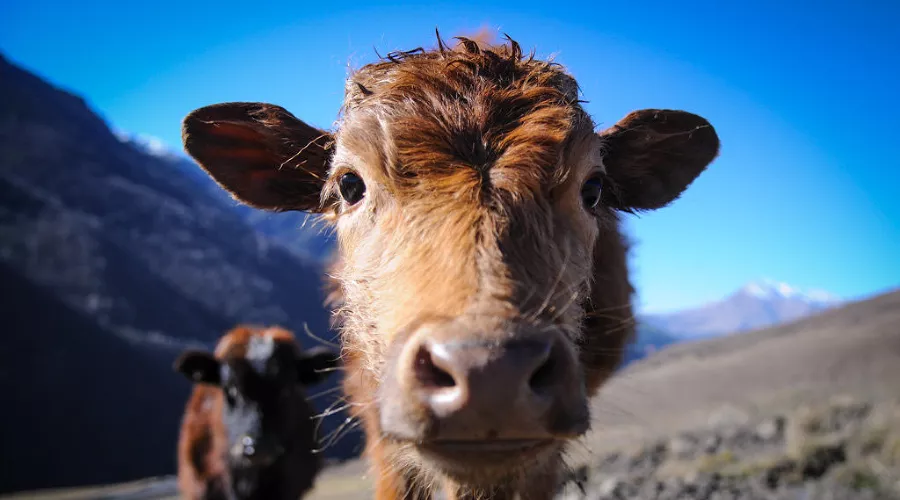  &copy;&nbsp;Фото Елены Синеок, Юга.ру