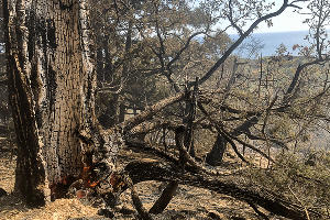 Пожар в заповеднике «Утриш» &copy;&nbsp;Фото Виталия Кавтарадзе