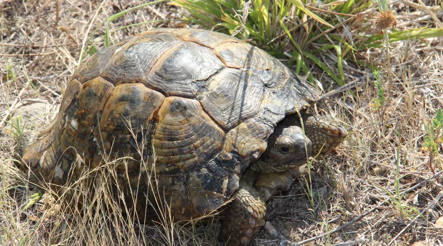 Черепаха Никольского &copy;&nbsp;Фото пресс-службы Сочинского нацпарка