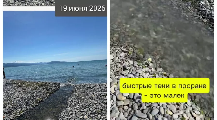  &copy;&nbsp;Скриншот из телеграм-канала эколога Георгия Каваносяна https://t.me/ecozhora/8107