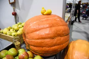  &copy;&nbsp;Фото Елены Синеок, Юга.ру