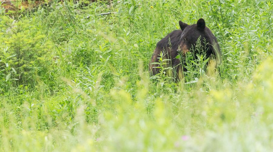  © Фото Hans Veth, Unsplash.com