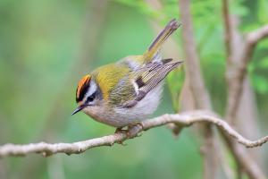 Красноголовый королёк © Фото пресс-службы курорта «Роза Хутор»