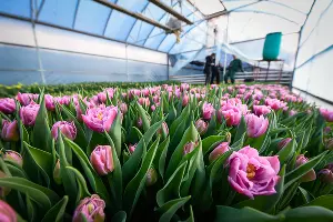 Тюльпаны &copy;&nbsp;Фото Елены Синеок, Юга.ру