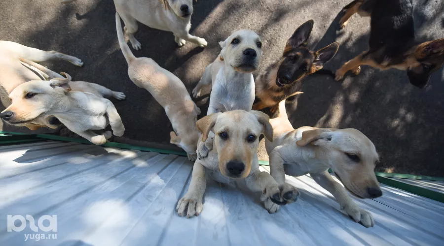  &copy;&nbsp;Фото Елены Синеок, Юга.ру