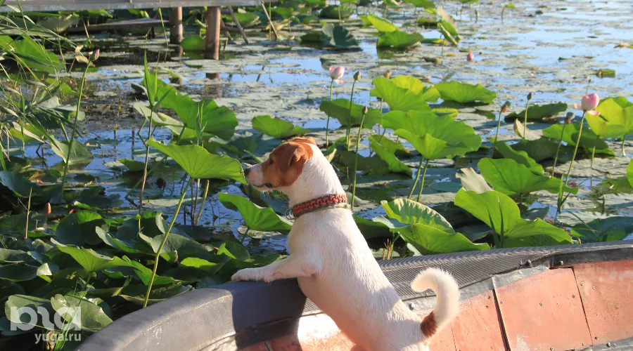 Лотосы в озере Старая Кубань &copy;&nbsp;Фото Марины Солошко, Юга.ру