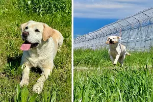 Лабрадор Рица &copy;&nbsp;Коллаж из скриншотов фото из телеграм-канала &laquo;Аэропорт Сочи&raquo;