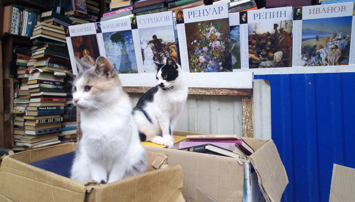 В Краснодаре пройдет гаражная распродажа книг, винила, декора и растений