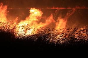 Пожар в плавнях Анапы © Фото пресс-службы администрации Анапы