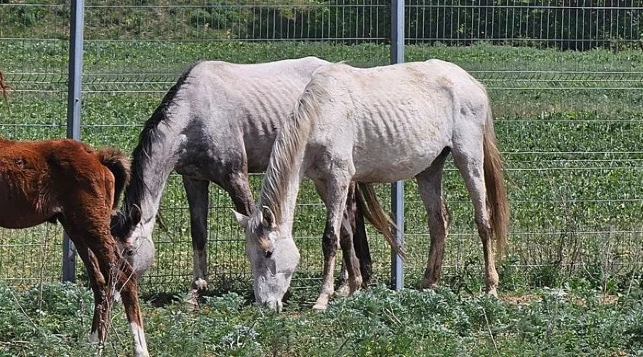  &copy;&nbsp;Фото: t.me/helppawdog/9058