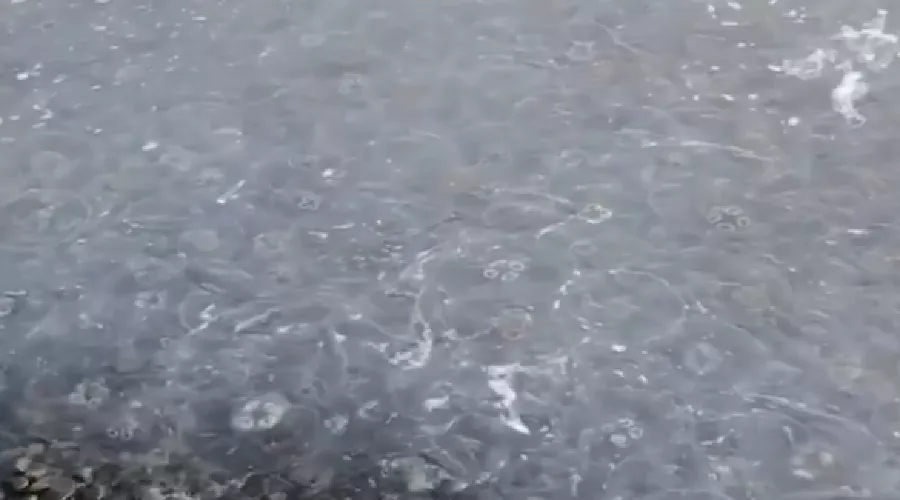  &copy;&nbsp;Скриншот видео из паблика &laquo;Темрюк&raquo; в инстаграме, instagram.com/temryuk/