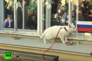 Кот-оракул Ахилл &copy;&nbsp;Скриншот видео из канала &laquo;RT на русском&raquo; в YouTube