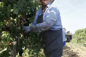 Сбор винограда на Кубани &copy;&nbsp;Влад Александров, ЮГА.ру