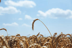 Уборка зерновых в Краснодарском крае © Фото Амины Ибрагимовой, Юга.ру