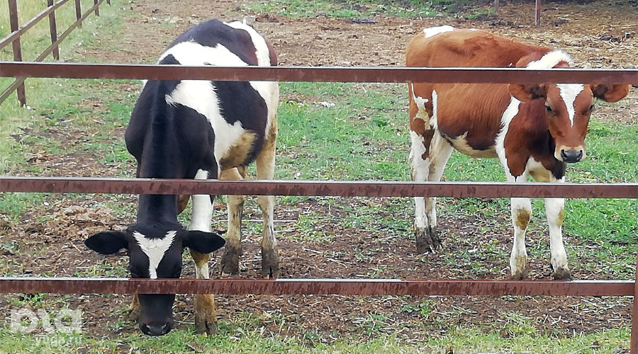  © Фото Антона Быкова, Юга.ру