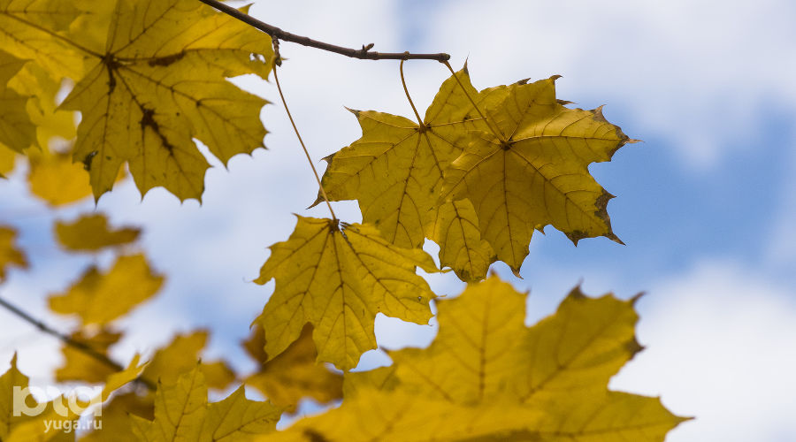 Осень © Фото Елены Синеок, Юга.ру