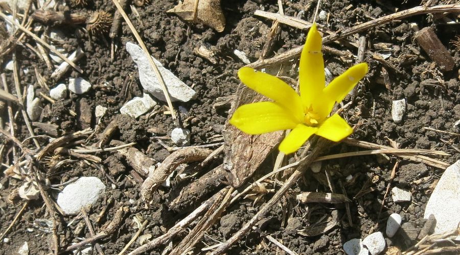 Штернбергия безвременниковоцветная © Фото Русского географического общества