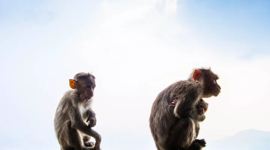 Макаки &copy;&nbsp;Фото Shashank Sahay, unsplash.com