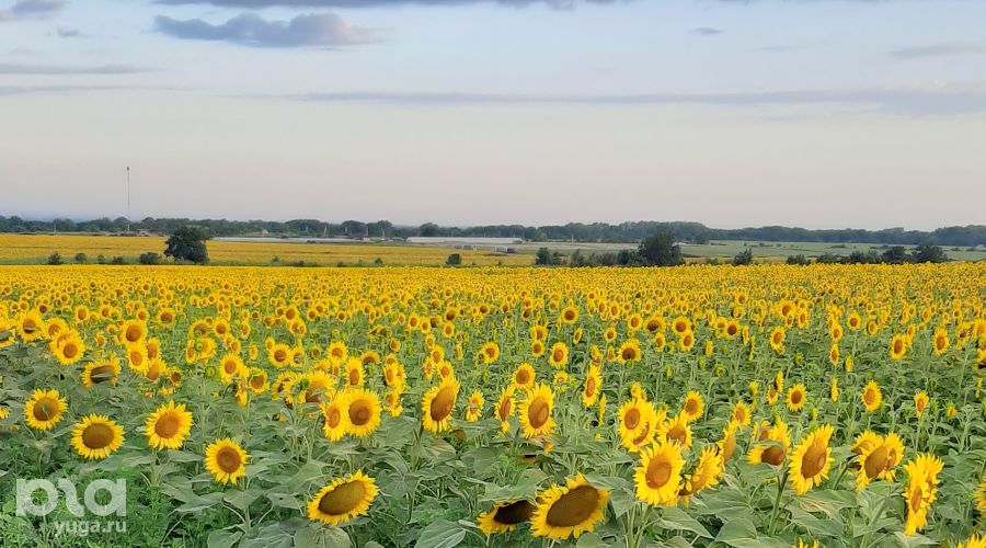  © Фото Анны Петровой, Юга.ру