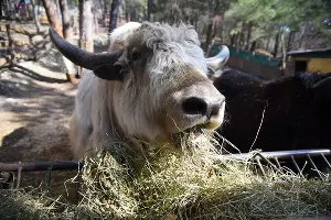 "Сафари-Парк" в Геленджике &copy;&nbsp;Елена Синеок, ЮГА.ру