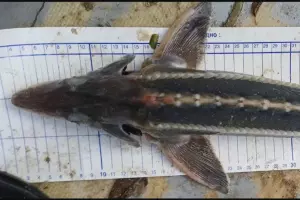  &copy;&nbsp;Скриншот сайта Азово-Черноморского филиала ГНЦ РФ ФГБНУ &laquo;ВНИРО&raquo; (&laquo;АзНИИРХ&raquo;) https://azniirkh.vniro.ru/content/read/azniirkh-news/95293099-23-10-2025