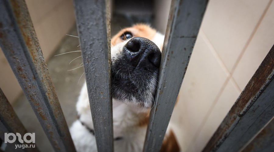Приют для пострадавших животных «Краснодог» © Фото Елены Синеок, Юга.ру
