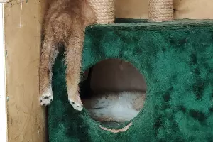  &copy;&nbsp;Фото предоставлено для портала Юга.ру