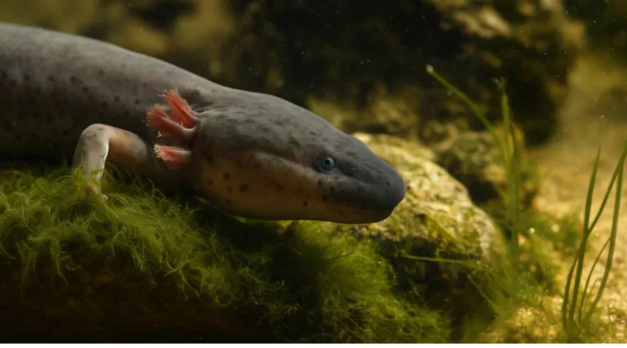 Реконструкция передней части тела Mioproteus wezei Estes &copy;&nbsp;Скриншот с сайта Палеонтологического института имени Борисяка РАН www.paleo.ru