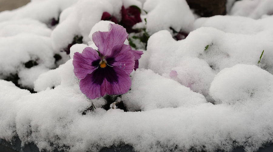 Снег в Краснодаре © Фото Алёны Живцовой, Юга.ру