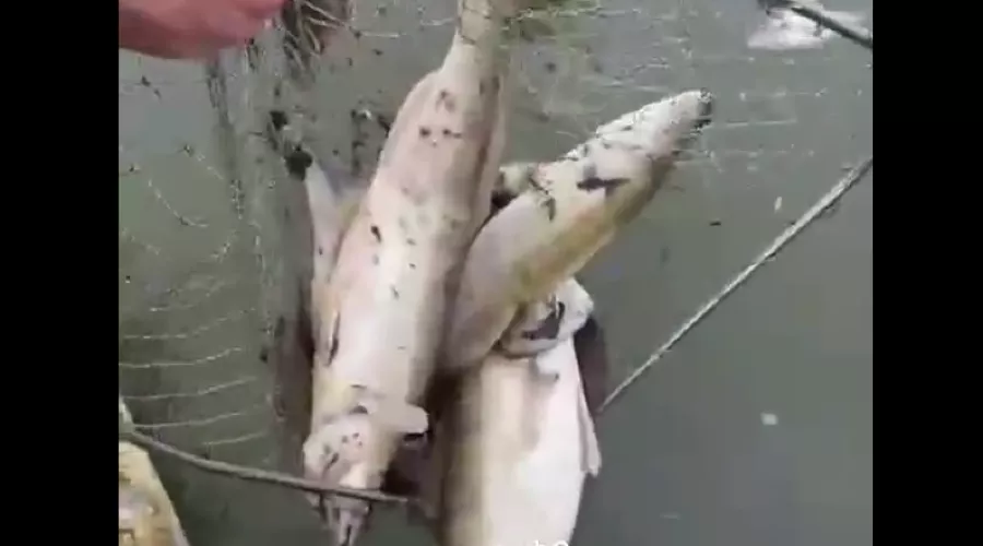  &copy;&nbsp;Скриншот видео из телеграм-канала t.me/temruk_info