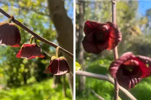  &copy;&nbsp;Коллаж из скриншотов фото из телеграм-канала &laquo;Сочинский географ&raquo;