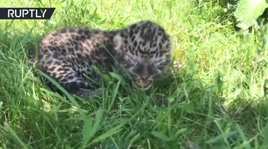 Детеныш дальневосточного леопарда Каспер &copy;&nbsp;Скриншот видео с сайта russian.rt.com