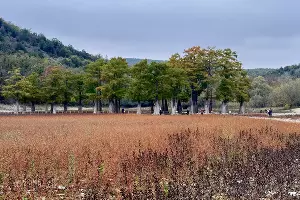 Кипарисы в пересохшем озере Сукко в октябре 2025 &copy;&nbsp;Мария Журавлева, Юга.ру